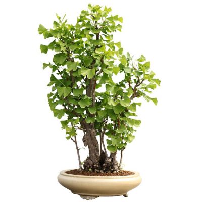 Ginkgo biloba bonsai, Ginkgo bonsai , Maidenhair tree bonsai