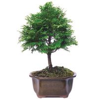 Hinoki Cypress bonsai tree care
