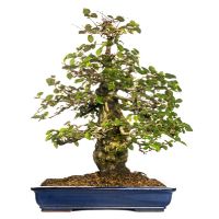 Hornbeam bonsai tree care