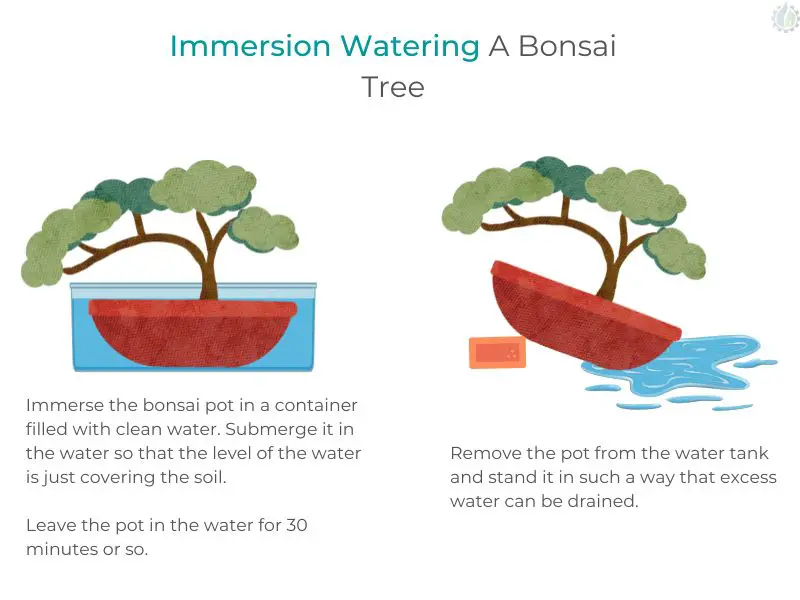 Immersion Watering A Bonsai Tree