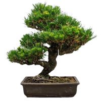 Japanese black pine bonsai tree care