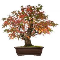 Japanese maple bonsai tree care