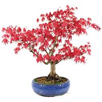 Japanese red maple bonsai tree care