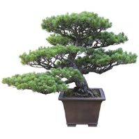 Japanese white pine bonsai tree care