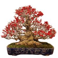 Japanese winterberry bonsai tree care