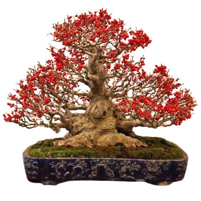 Japanese winterberry bonsai tree Ilex serrata bonsai tree Japanese deciduous holly bonsai tree
