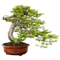 Japanese Yew bonsai tree care