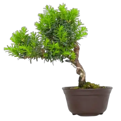 Japanese Yew bonsai tree Taxus Cuspidata bonsai tree