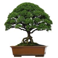 Jasmine Orange bonsai tree care