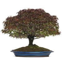 Kiyohime maple bonsai tree care