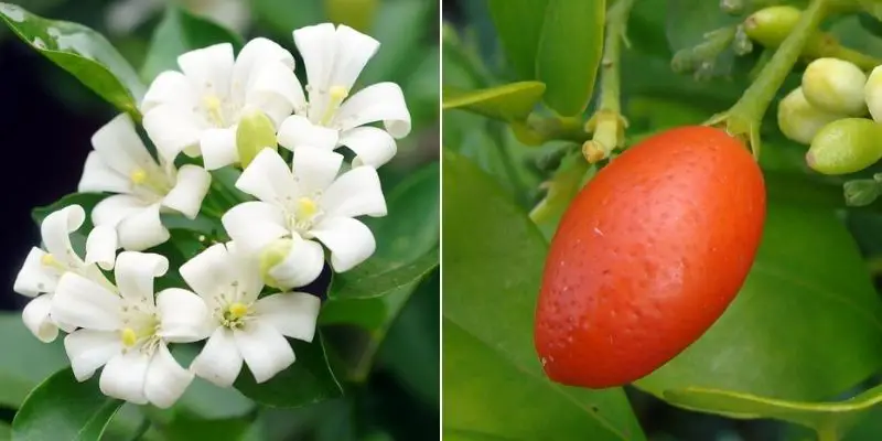 Murraya paniculata bonsai tree flower and fruit jasmine orange bonsai tree flower and fruit