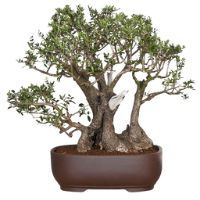 Olive bonsai tree care