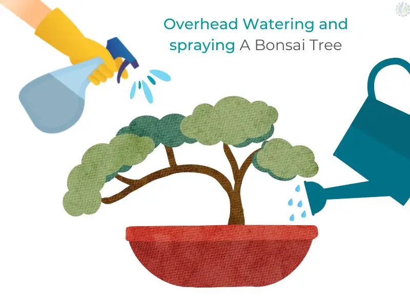 Overhead Watering and spraying a Bonsai Tree
