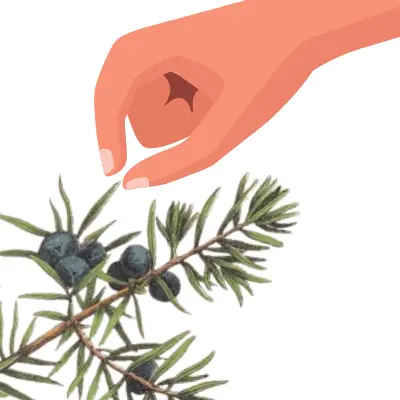 Pinching needle juniper bonsai tree