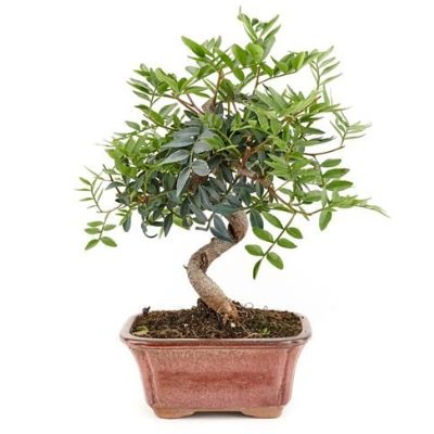 Pistachio bonsai tree Pistacia lentiscus bonsai tree 