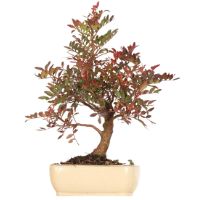 Pistachio bonsai tree care