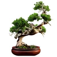 Sargent Juniper bonsai tree care