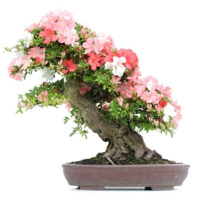 Acero Palmato spp. - SatsukiBonsai