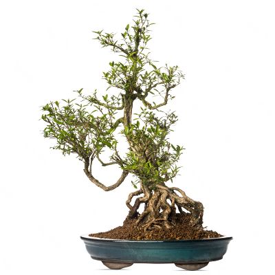 Serissa-bonsai-tree-Serissa-foetida-bonsai-tree-Tree-of-a-Thousand Stars bonsai tree