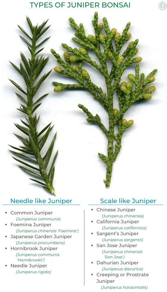 Types of juniper bonsai