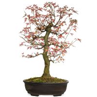 Trident maple bonsai tree care