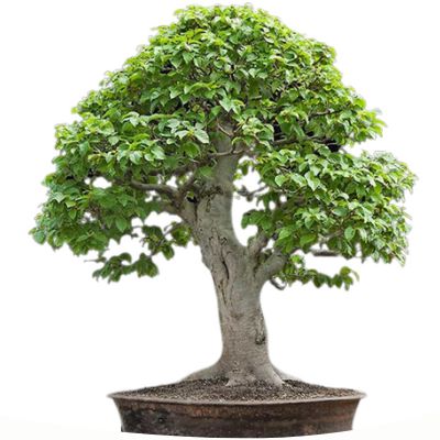 beech bonsai tree Fagus bonsai tree