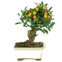 Citrus bonsai tree care