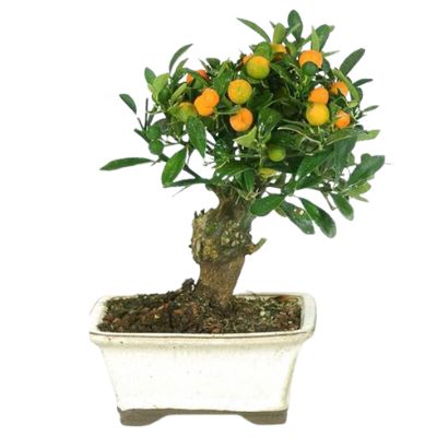 citrus bonsai tree lemon bonsai tree orange bonsai tree
