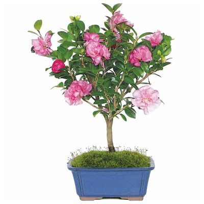 Camellia bonsai tree, Camellia japonica bonsai tree, Camellia reticulata bonsai tree, Camellia sasanqua bonsai tree