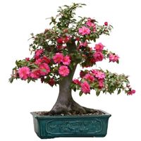 Camellia bonsai tree care