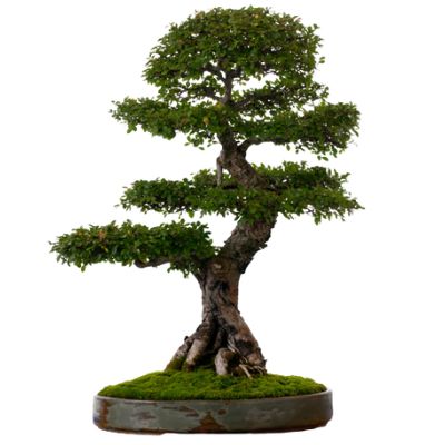 Chinese Elm bonsai tree Ulmus parvifolia bonsai tree