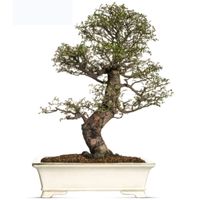 Chinese Elm bonsai tree care