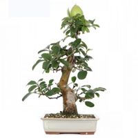 Chinese quince bonsai tree care