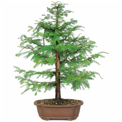 Dawn redwood bonsai tree Mefosequoia glyptostroboides bonsai tree