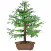 Dawn redwood bonsai tree care