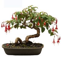 Fuchsia bonsai tree care