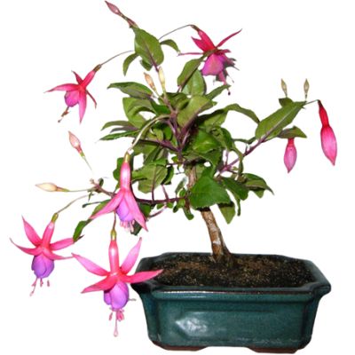 Fuchsia bonsai tree