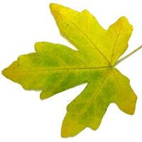 Acer campestre bonsai leaf