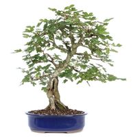 Hedge maple bonsai tree care