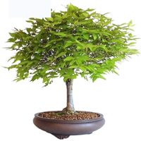 Japanese elm bonsai tree care