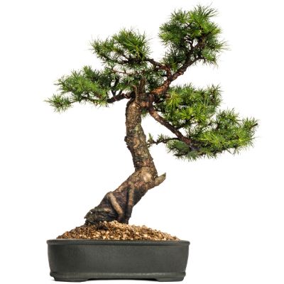larch bonsai tree larix bonsai tree European Larch bonsai tree Japanese Larch bonsai tree