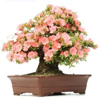 Satsuki Azalea bonsai tree care