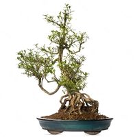 Serissa bonsai tree care
