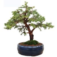 Spruce bonsai tree care