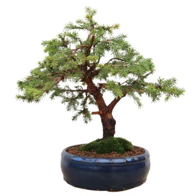 Spruce bonsai tree Picea bonsai tree