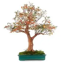 Stewartia bonsai tree care