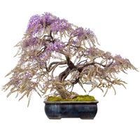 Wisteria bonsai tree care