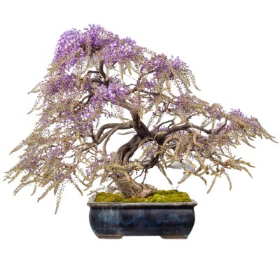 Wisteria bonsai tree