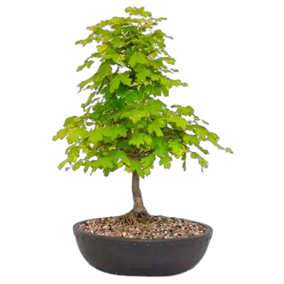 hedge maple bonsai tree Field maple bonsai tree Acer campestre bonsai tree bonsai field maple 