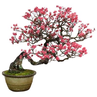 prunus mume bonsai tree Japanese flowering apricot bonsai tree apricot bonsai tree